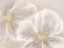 Picture of HINTED TRANSPARENTLY FLORALS