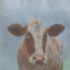 Picture of LOOKING TO YOU COW