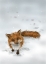Picture of FOX