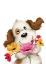 Picture of DOG WITH FLOWERS 2