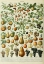 Picture of FRUITS A-  ADOLPHE MILLOT