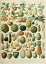 Picture of FRUITS B-  ADOLPHE MILLOT