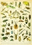 Picture of INSECTES A-  ADOLPHE MILLOT