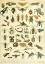 Picture of INSECTES B-  ADOLPHE MILLOT