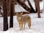 Picture of COYOTE 9731