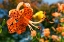Picture of FLOWER TIGER LILY 0332