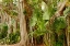 Picture of STRANGLER FIG COLORIZED INFRARED FL 8997