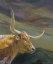 Picture of Longhorn