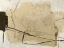 Picture of CLOUDLINE
