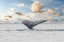 Picture of ANTARCTICA WHALE TAIL III