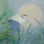 Picture of SOARING SNOWY EGRET