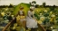 Picture of LOTUS LILIES 1888