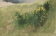 Picture of LANDSCAPE WITH WILDFLOWERS