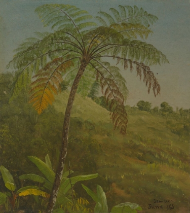 Picture of PALM TREE, JAMAICA 1865