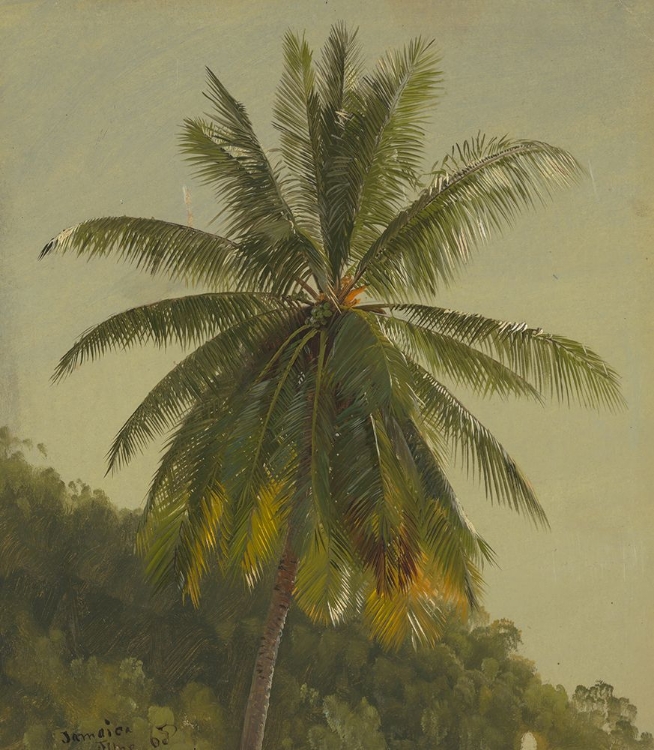 Picture of PALM TREES, WEST INDIES 1865