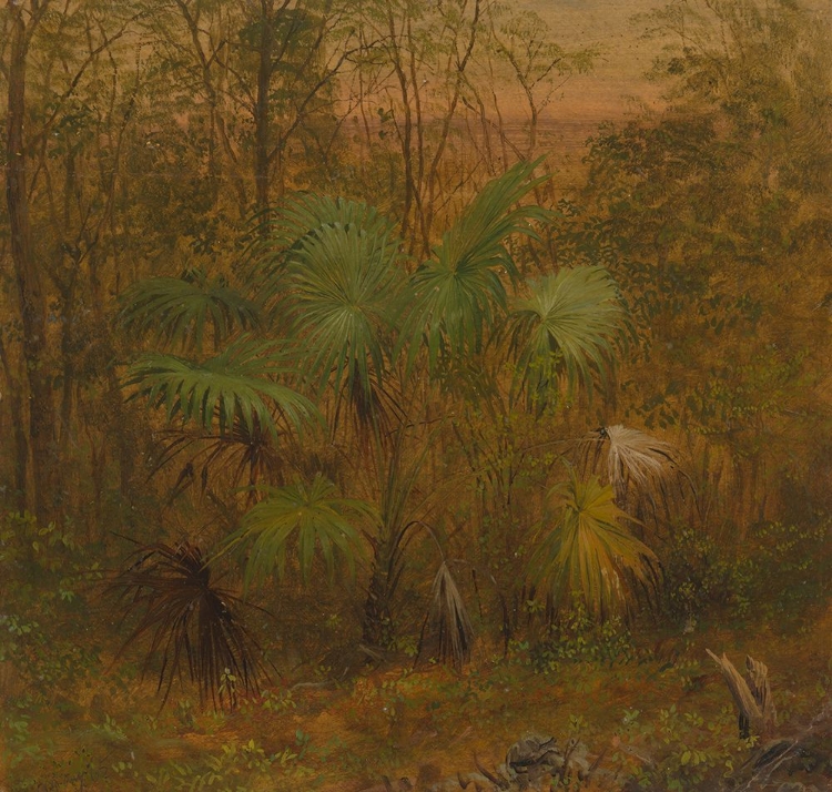 Picture of THATCH PALM, JAMAICA 1865