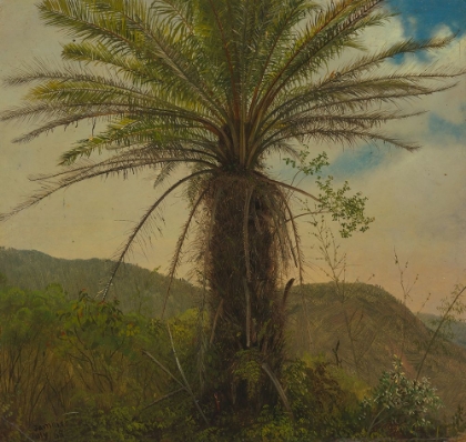 Picture of TREE FERN, JAMAICA 1865