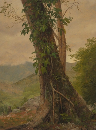Picture of TREE WITH VINES, JAMAICA, WEST INDIES 1865