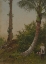 Picture of TREES IN JAMAICA, WEST INDIES 1865