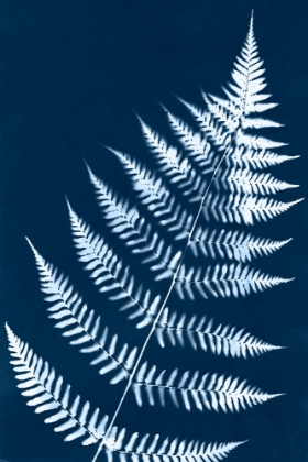 Picture of CYANOTYPE FERN LEAF I