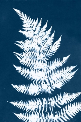 Picture of CYANOTYPE FERN LEAF II