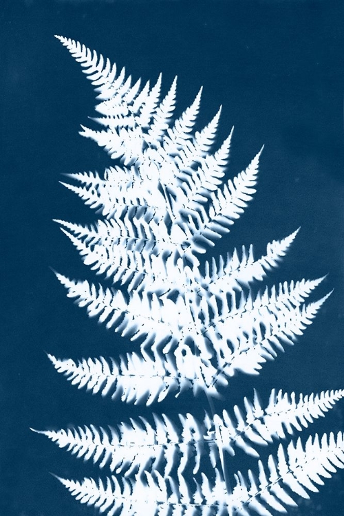 Picture of CYANOTYPE FERN LEAF II