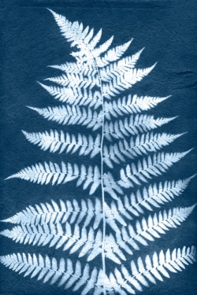 Picture of CYANOTYPE FERN LEAF III
