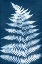 Picture of CYANOTYPE FERN LEAF III