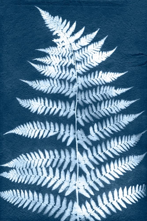 Picture of CYANOTYPE FERN LEAF III
