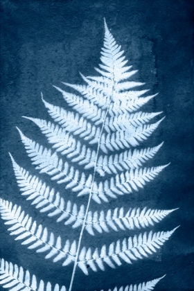 Picture of CYANOTYPE FERN LEAF IV