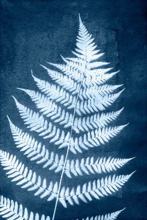 Picture of CYANOTYPE FERN LEAF IV