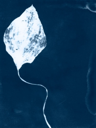 Picture of CYANOTYPE LEAF I