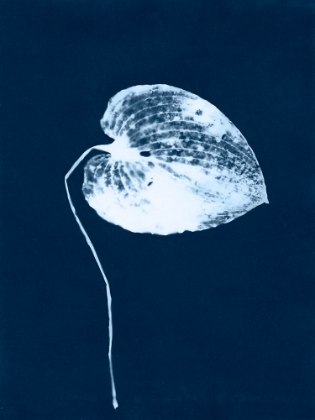 Picture of CYANOTYPE LEAF II