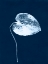 Picture of CYANOTYPE LEAF II
