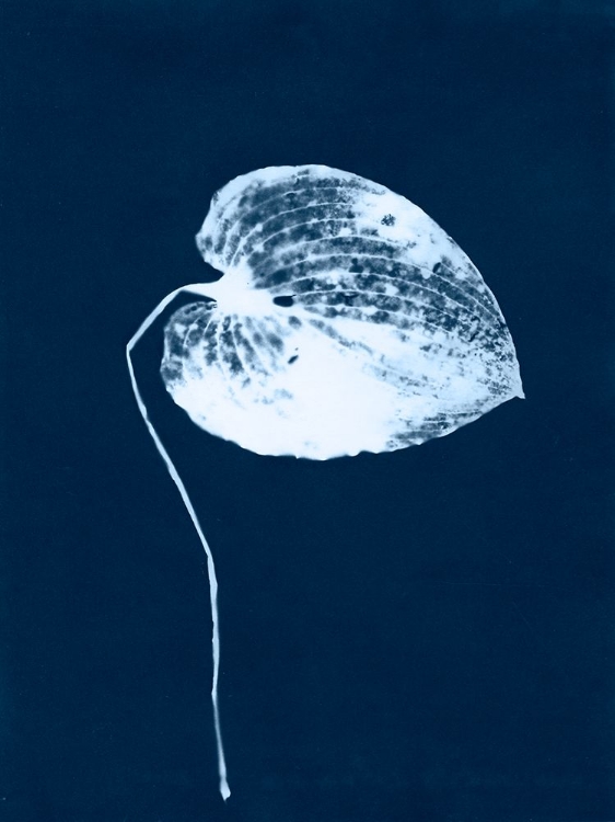 Picture of CYANOTYPE LEAF II