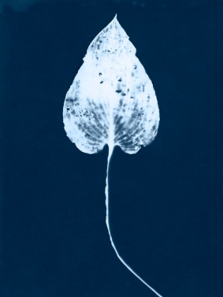 Picture of CYANOTYPE LEAF III