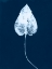 Picture of CYANOTYPE LEAF III