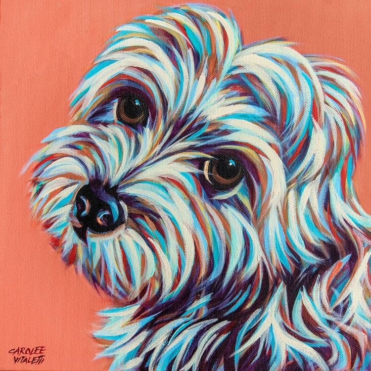 Picture of BLUE MALTESE