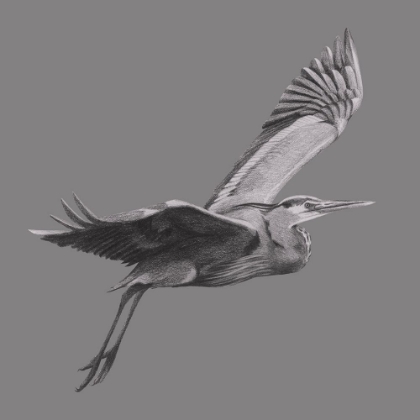 Picture of GREAT GRAYSCALE HERON I