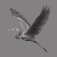 Picture of GREAT GRAYSCALE HERON II