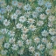 Picture of A FIELD OF DAISIES I