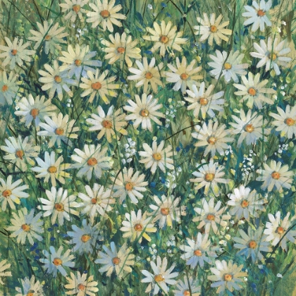 Picture of A FIELD OF DAISIES II