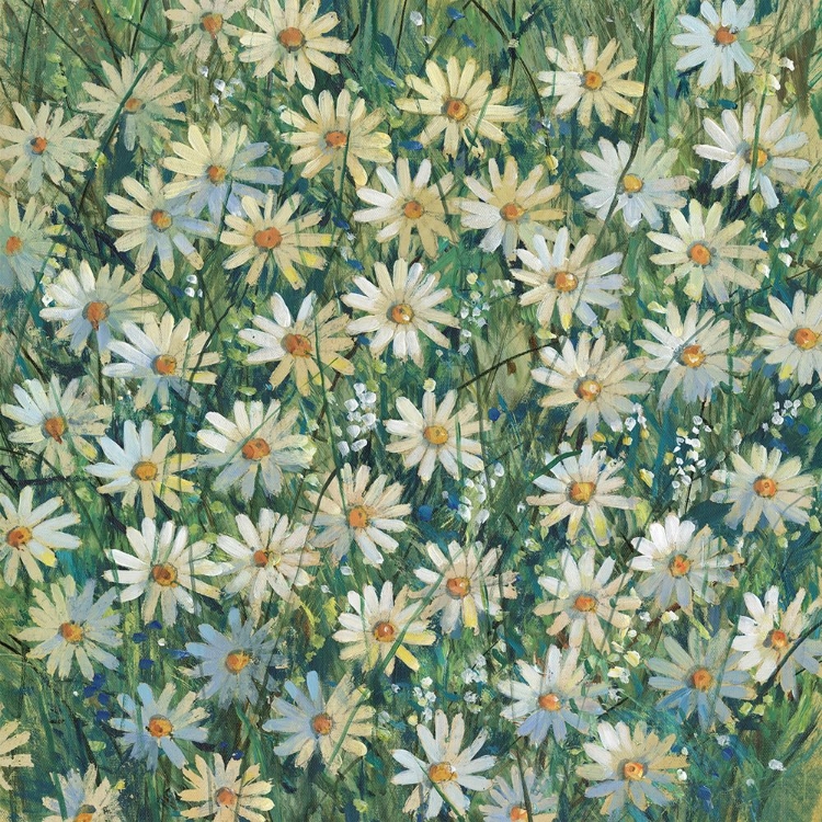 Picture of A FIELD OF DAISIES II