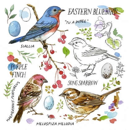 Picture of DRAWN TO BIRDS I
