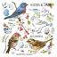 Picture of DRAWN TO BIRDS I