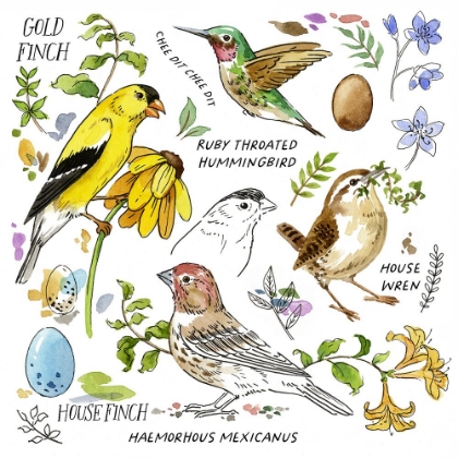 Picture of DRAWN TO BIRDS III