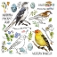 Picture of DRAWN TO BIRDS IV
