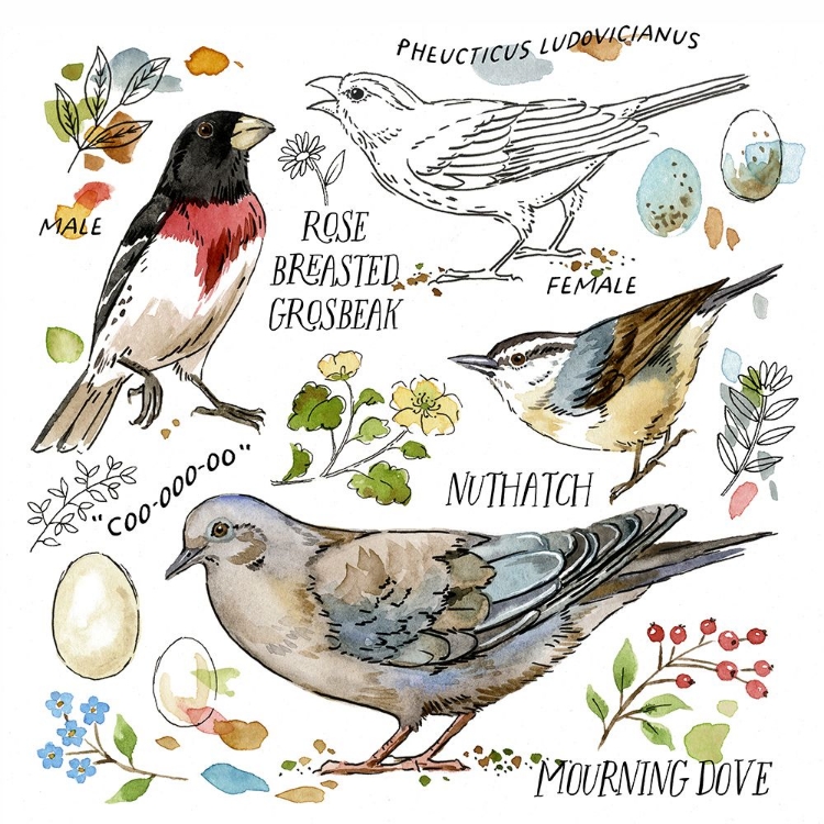 Picture of DRAWN TO BIRDS V