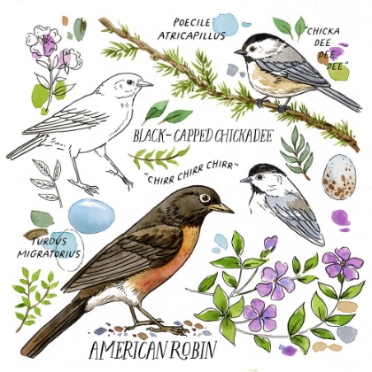 Picture of DRAWN TO BIRDS VI