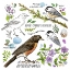 Picture of DRAWN TO BIRDS VI
